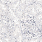 Anti-MLANA Antibody