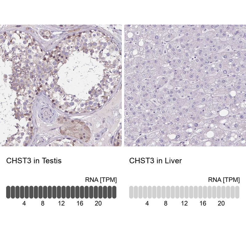 Anti-CHST3 Antibody