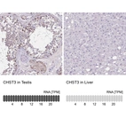 Anti-CHST3 Antibody