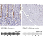 Anti-MGAM2 Antibody