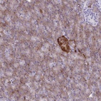 Anti-FAM86B1 Antibody