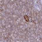Anti-FAM86B1 Antibody