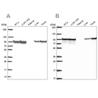 Anti-HSP90AB1 Antibody