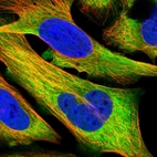 Immunofluorescent staining of human cell line U-2 OS shows localization to cytosol.