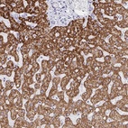 Anti-FAM214B Antibody