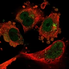 Immunofluorescent staining of human cell line U-251 MG shows localization to nucleoplasm, cytosol & the Golgi apparatus.