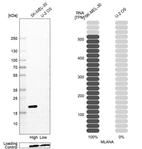 Western blot analysis in human cell line SK-MEL-30 and human cell line U-2 OS.