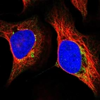 Immunofluorescent staining of human cell line U-2 OS shows localization to mitochondria.