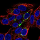Immunofluorescent staining of human cell line Hep G2 shows localization to the Golgi apparatus.