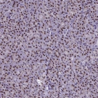 Immunohistochemical staining of human pancreas shows strong nuclear positivity in exocrine glandular cells.