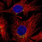 Immunofluorescent staining of human cell line HeLa shows localization to the Golgi apparatus.