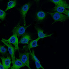 Anti-MLANA Antibody