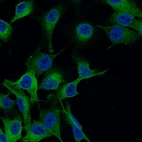 Immunofluorescence staining of SK-MEL-30 cells using the Anti-MLANA monoclonal antibody, showing specific staining in endoplasmic reticulum in green. Nuclear probes are visualized in blue (where available).