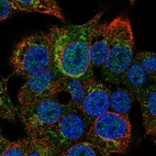Immunofluorescent staining of human cell line Hep G2 shows localization to vesicles.