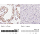 Anti-ZNF610 Antibody