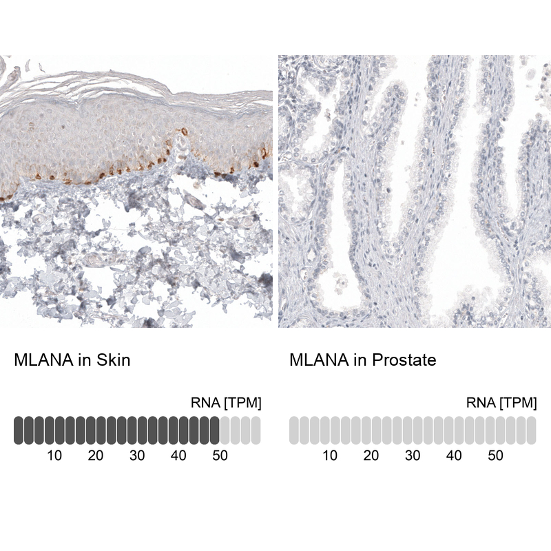 Anti-MLANA Antibody