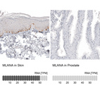 Anti-MLANA Antibody