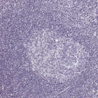Immunohistochemical staining of human tonsil shows low expression as expected.