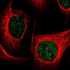 Immunofluorescent staining of human cell line U-2 OS shows localization to nucleoplasm.