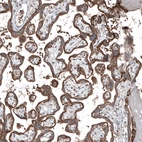 Immunohistochemical staining of human placenta shows moderate membranous positivity in trophoblastic cells.