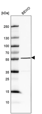 Western blot analysis in human cell line BEWO.