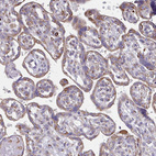 Anti-TMEM8C Antibody