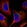 Anti-MPC1 Antibody