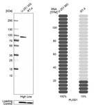 Anti-PLOD1 Antibody