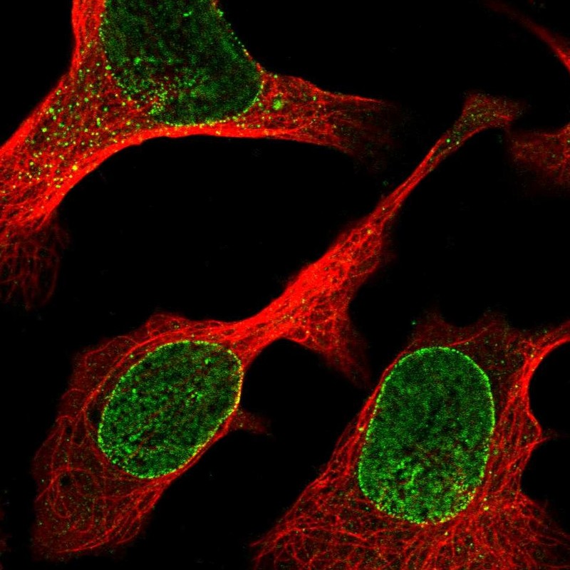 Anti-ZBED6CL Antibody