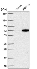 Western blot analysis in control (vector only transfected HEK293T lysate) and PRSS38 over-expression lysate (Co-expressed with a C-terminal myc-DDK tag (~3.1 kDa) in mammalian HEK293T cells, LY405225).