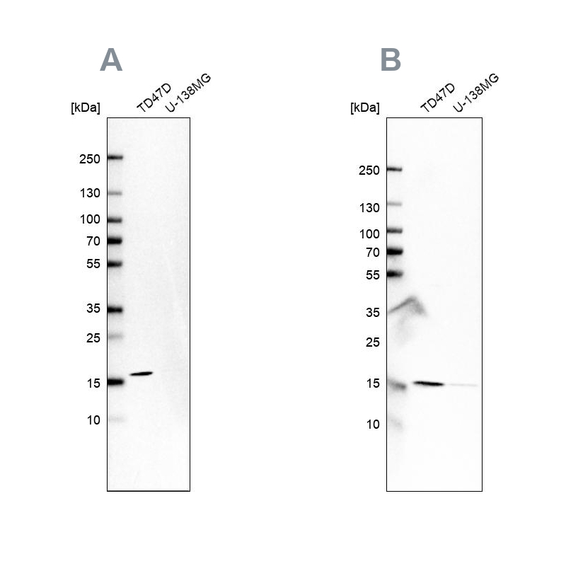 Anti-POLR2H Antibody