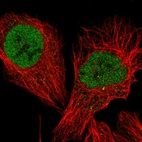 Anti-TCEA3 Antibody