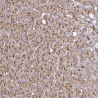 Immunohistochemical staining of human liver shows high expression.