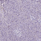 Immunohistochemical staining of human pancreas shows low expression as expected.