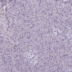 Immunohistochemical staining of human pancreas shows low expression as expected.