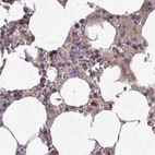 Immunohistochemical staining of human bone marrow using Anti-CAT antibody HPA055838.