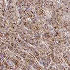 Immunohistochemical staining of human liver using Anti-CAT antibody HPA055838.