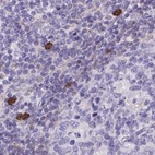 Immunohistochemical staining of human lymph node using Anti-CAT antibody HPA055838.