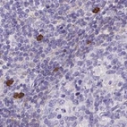 Immunohistochemical staining of human lymph node using Anti-CAT antibody HPA055838.