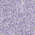 Immunohistochemical staining of human pancreas using Anti-CAT antibody HPA055838.