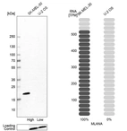 Western blot analysis in human cell line SK-MEL-30 and human cell line U-2 OS.