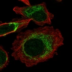 Immunofluorescent staining of human cell line PC-3 shows localization to mitochondria.