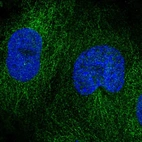 Immunofluorescent staining of human cell line CACO-2 shows localization to microtubules & cytokinetic bridge.