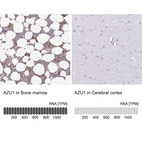 Anti-AZU1 Antibody