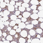 Immunohistochemical staining of human bone marrow shows high expression.