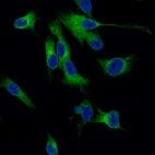 Immunofluorescence staining of SK-MEL-30 cells using the Anti-MLANA monoclonal antibody, showing specific staining in endoplasmic reticulum in green. Nuclear probes is visualized in blue (where available).