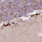 Anti-HAPLN4 Antibody