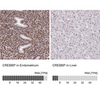 Anti-CREBBP Antibody