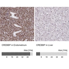 Anti-CREBBP Antibody