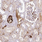 Immunohistochemical staining of human kidney shows moderate cytoplasmic positivity in cells in tubules and strong positivity in plasma.
